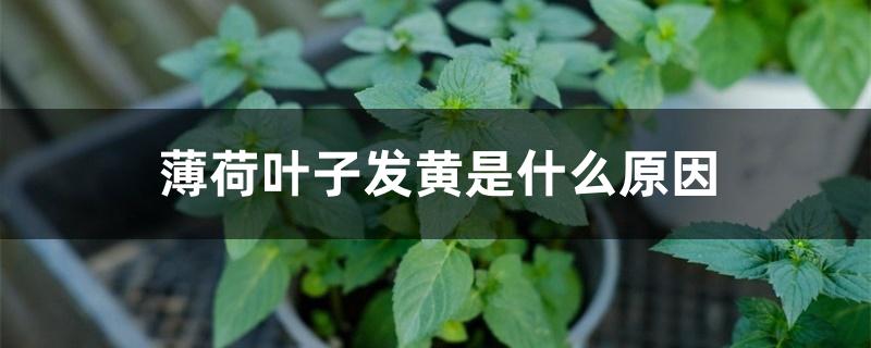 薄荷叶子发黄是什么原因