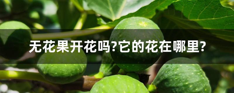 无花果开花吗?它的花在哪里?