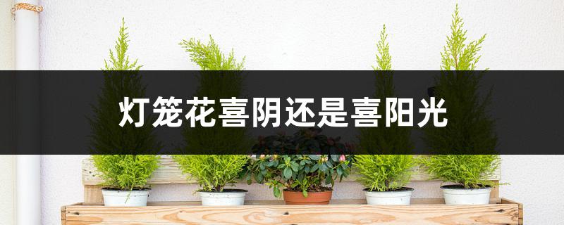 灯笼花喜阴还是喜阳光