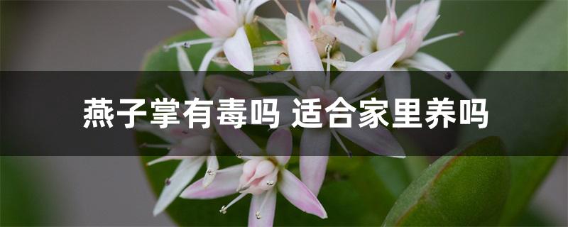 燕子掌有毒吗 适合家里养吗