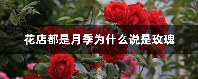 花店都是月季为什么说是玫瑰