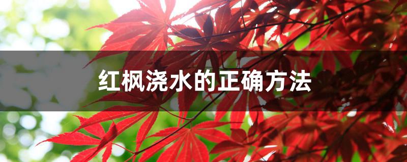 红枫浇水的正确方法