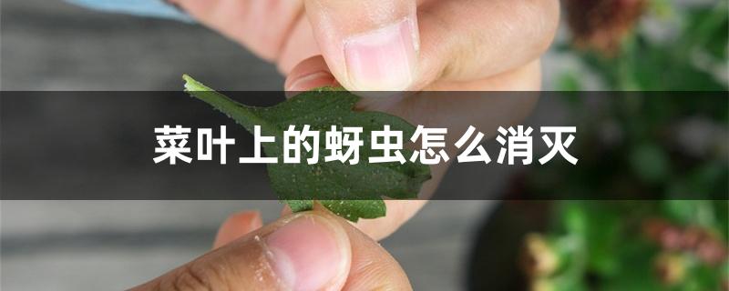 菜叶上的蚜虫怎么消灭 菜叶上的蚜虫怎么消灭