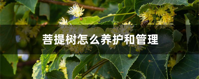 菩提树怎么养护和管理 菩提树怎么养护和管理