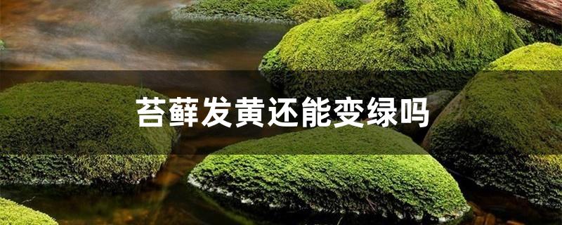 苔藓发黄还能变绿吗