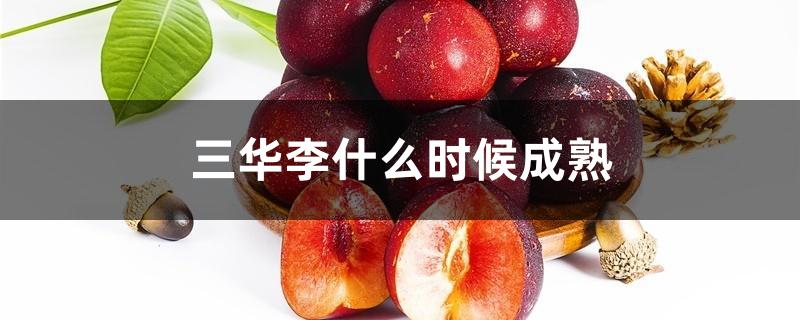 三华李什么时候成熟 三华李什么时候成熟