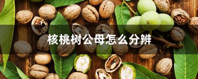 核桃树公母怎么分辨