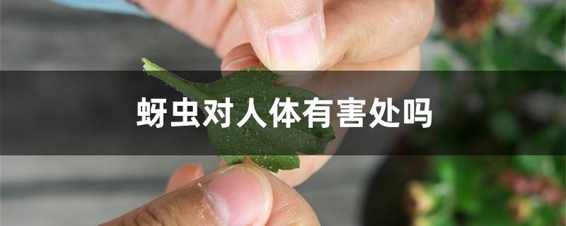 蚜虫对人体有害处吗