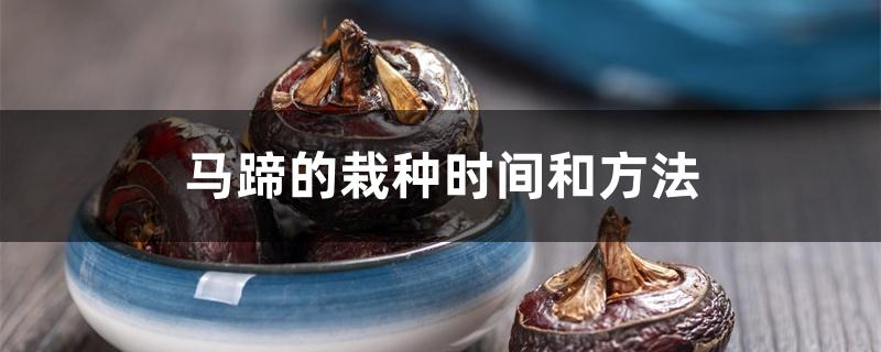 马蹄的栽种时间和方法