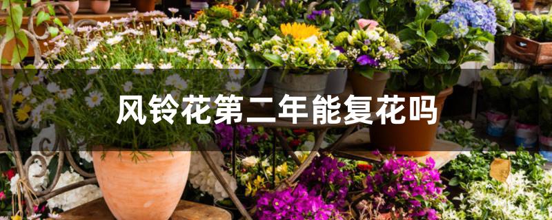 风铃花第二年能复花吗