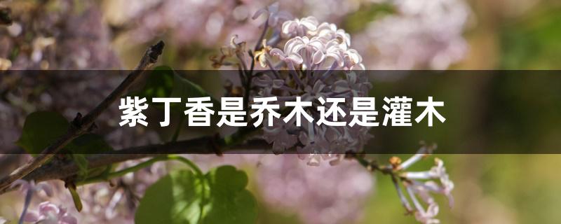 紫丁香是乔木还是灌木