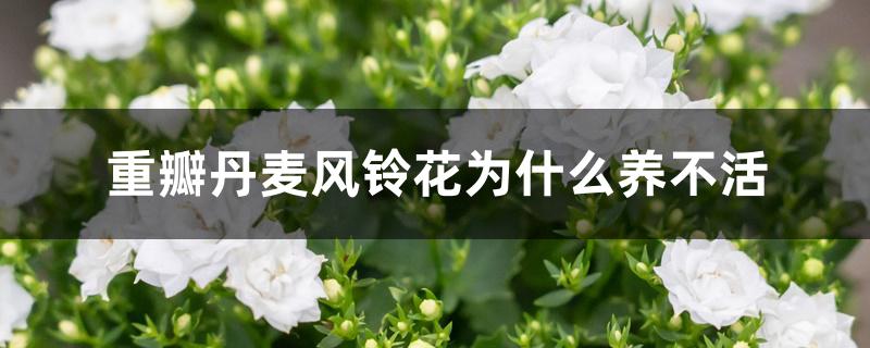 重瓣丹麦风铃花为什么养不活