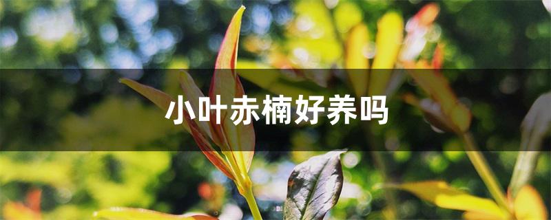 小叶赤楠好养吗