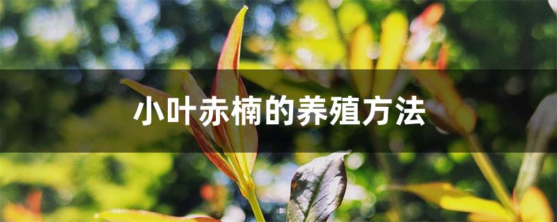 小叶赤楠的养殖方法