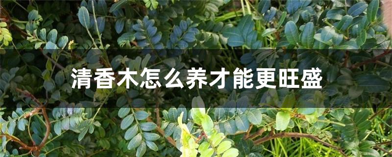 清香木怎么养才能更旺盛