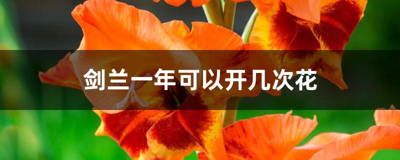 剑兰一年可以开几次花 剑兰一年可以开几次花