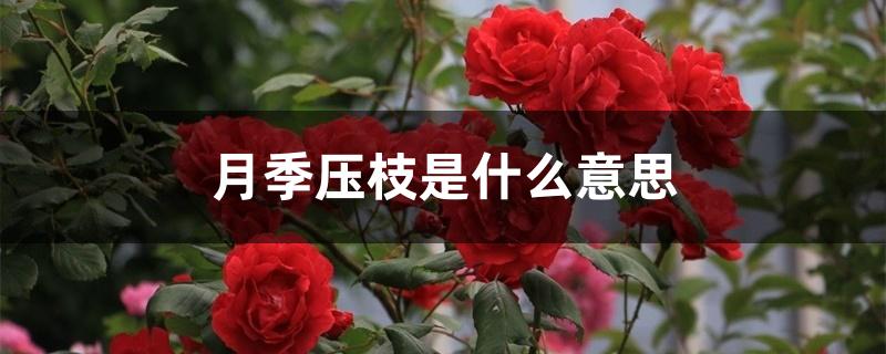 月季压枝是什么意思