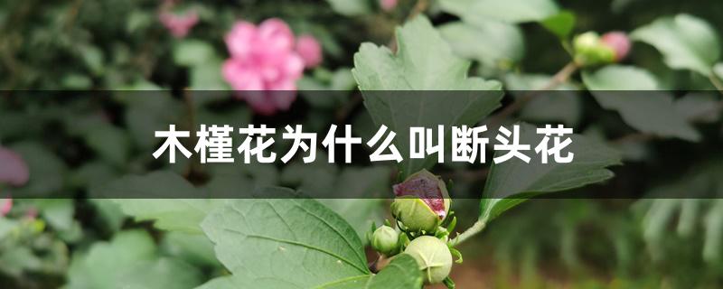 木槿花为什么叫断头花