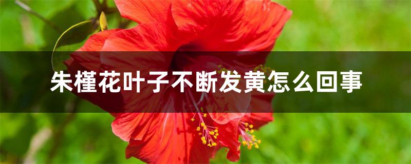 朱槿花叶子不断发黄怎么回事