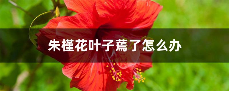 朱槿花叶子蔫了怎么办