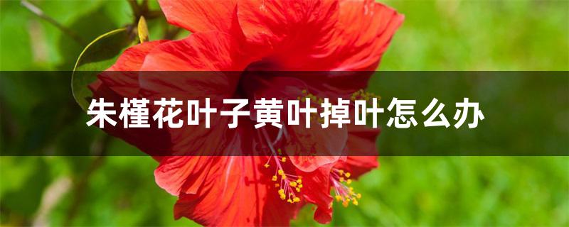 朱槿花叶子黄叶掉叶怎么办