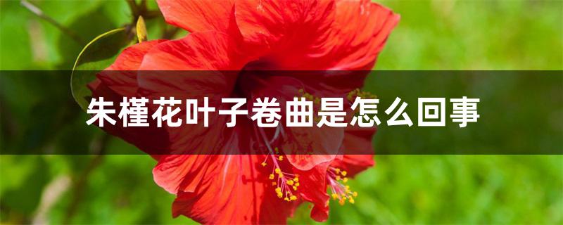 朱槿花叶子卷曲是怎么回事