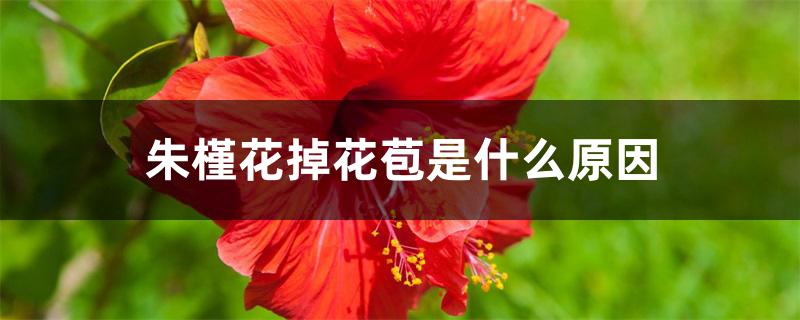 朱槿花掉花苞是什么原因