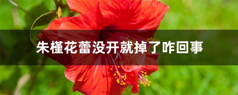 朱槿花蕾没开就掉了咋回事