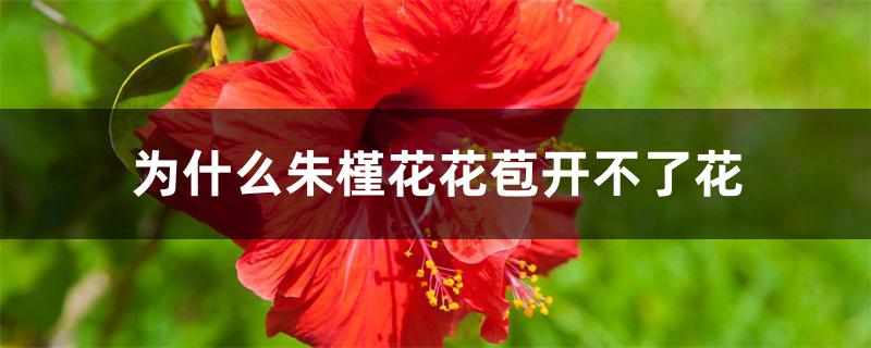 为什么朱槿花花苞开不了花