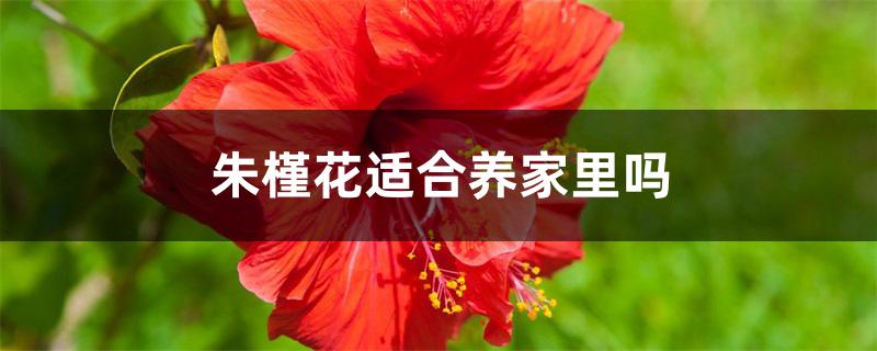 朱槿花适合养家里吗