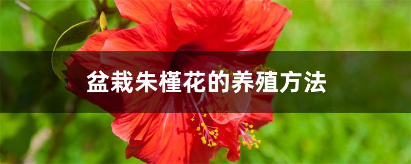 盆栽朱槿花的养殖方法