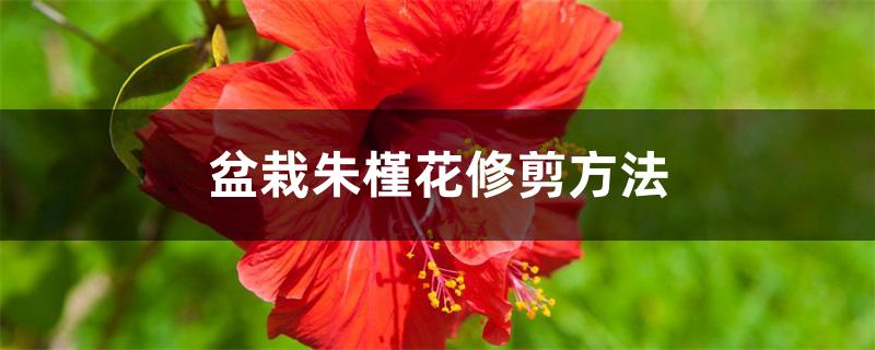 盆栽朱槿花修剪方法