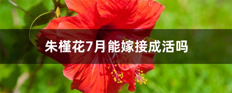 朱槿花7月能嫁接成活吗