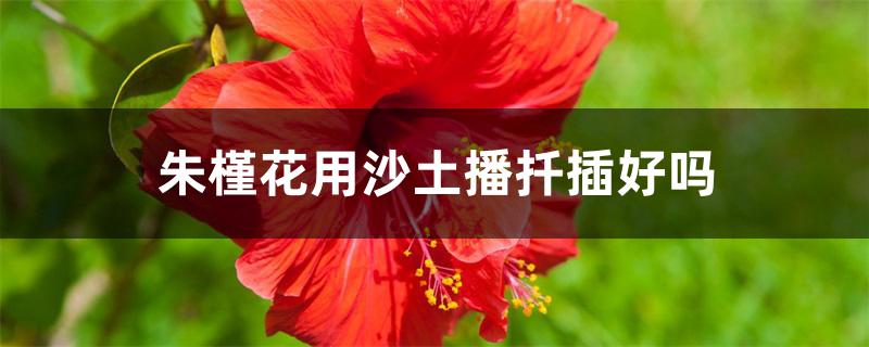 朱槿花用沙土播扦插好吗