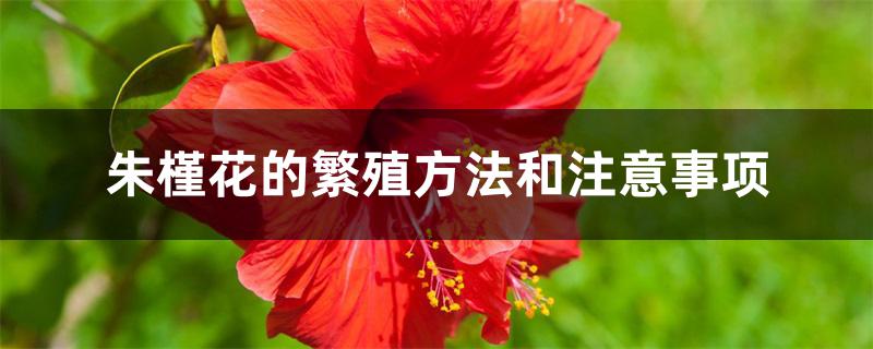 朱槿花的繁殖方法和注意事项