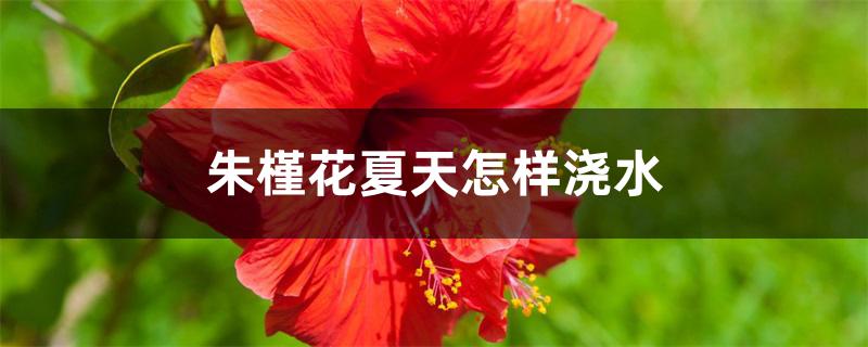 朱槿花夏天怎样浇水