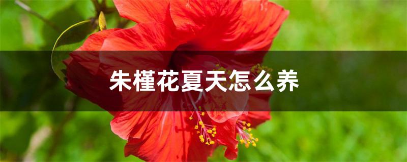 朱槿花夏天怎么养