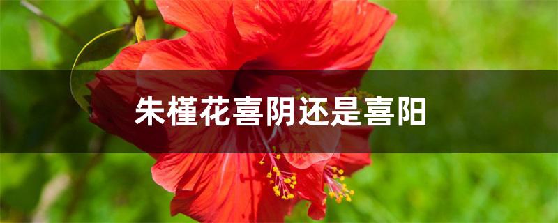 朱槿花喜阴还是喜阳