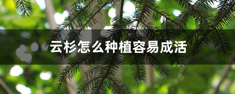 云杉怎么种植容易成活