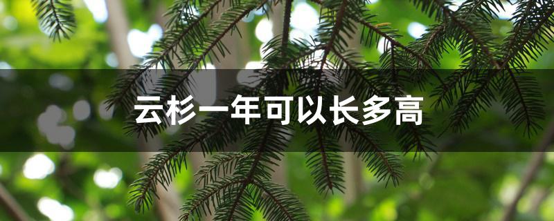 云杉一年可以长多高