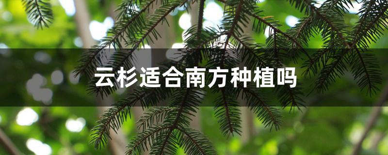 云杉适合南方种植吗