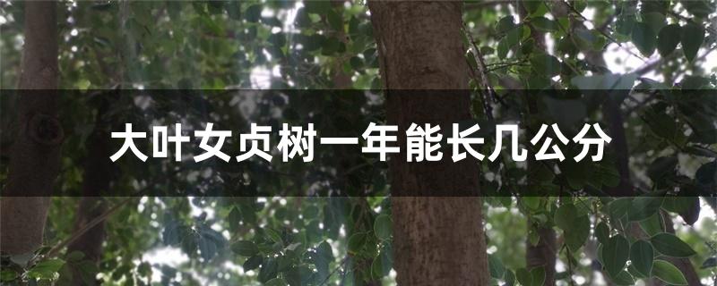 大叶女贞树一年能长几公分