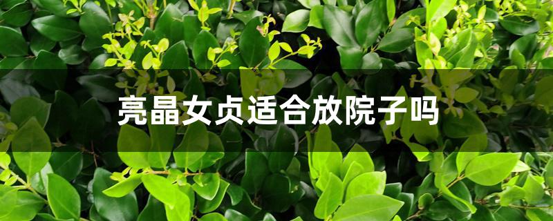 亮晶女贞适合放院子吗 亮晶女贞适合放院子吗