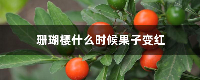珊瑚樱什么时候果子变红