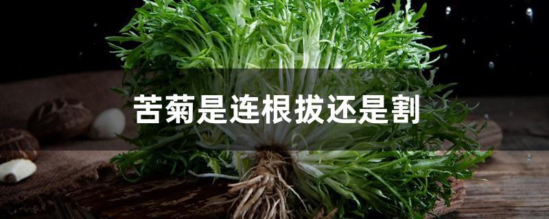 苦菊是连根拔还是割