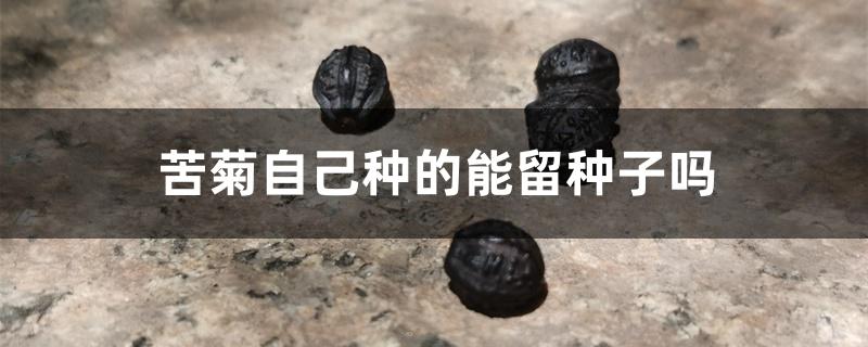 苦菊自己种的能留种子吗