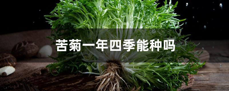 苦菊一年四季能种吗 苦菊一年四季能种吗
