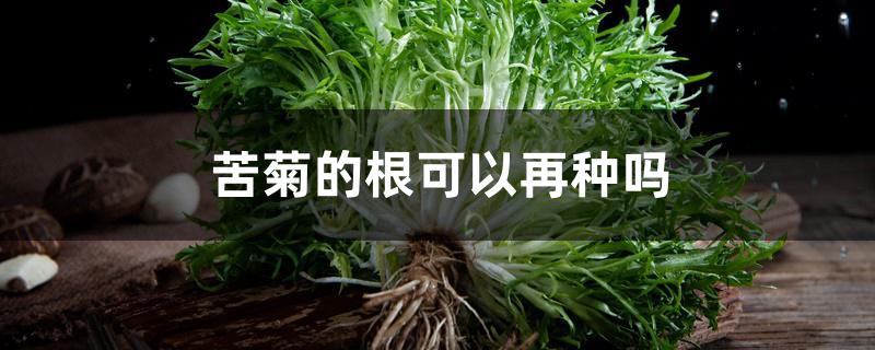 苦菊的根可以再种吗