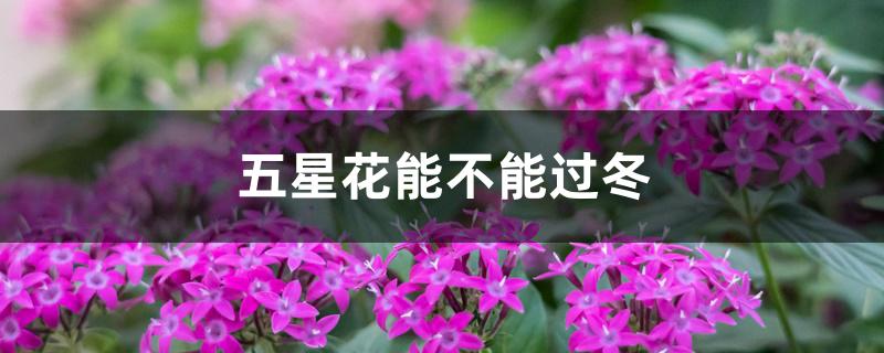 五星花能不能过冬