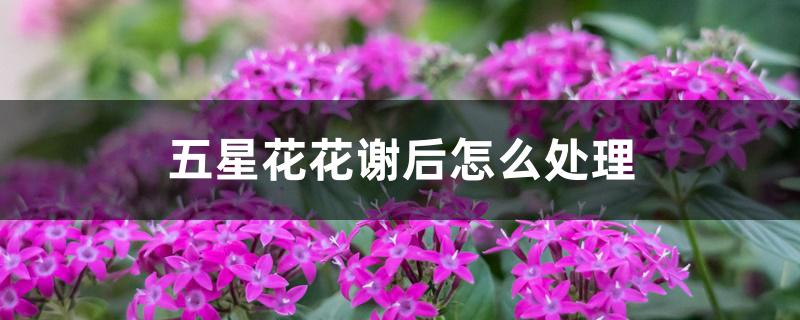 五星花花谢后怎么处理